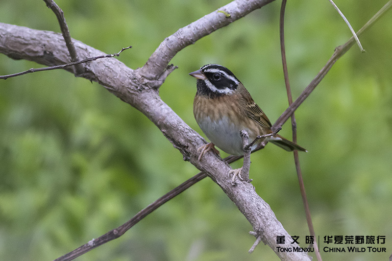 ��ü�c����