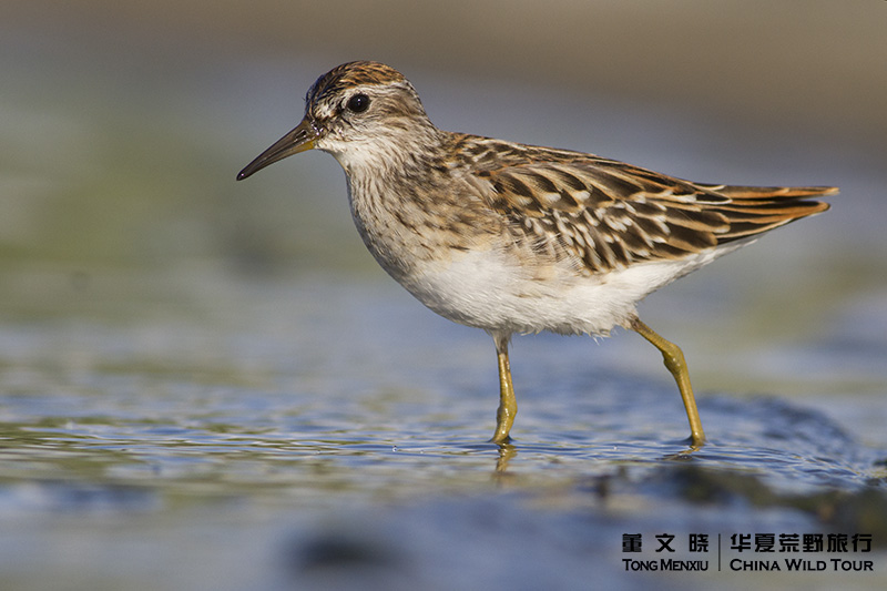 ��ֺ����