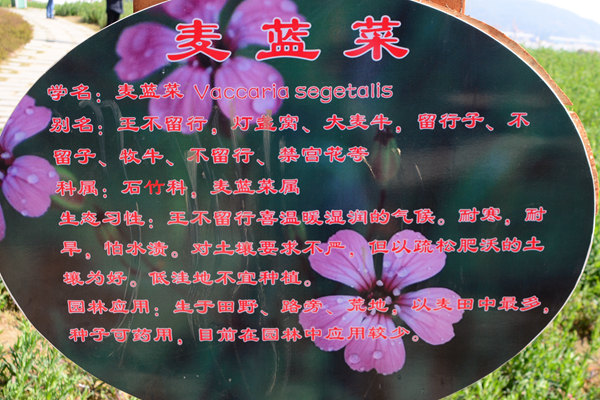 DSC_0639_花名牌.jpg