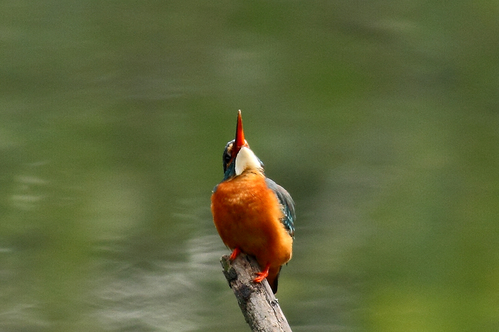 IMG_3756.JPG