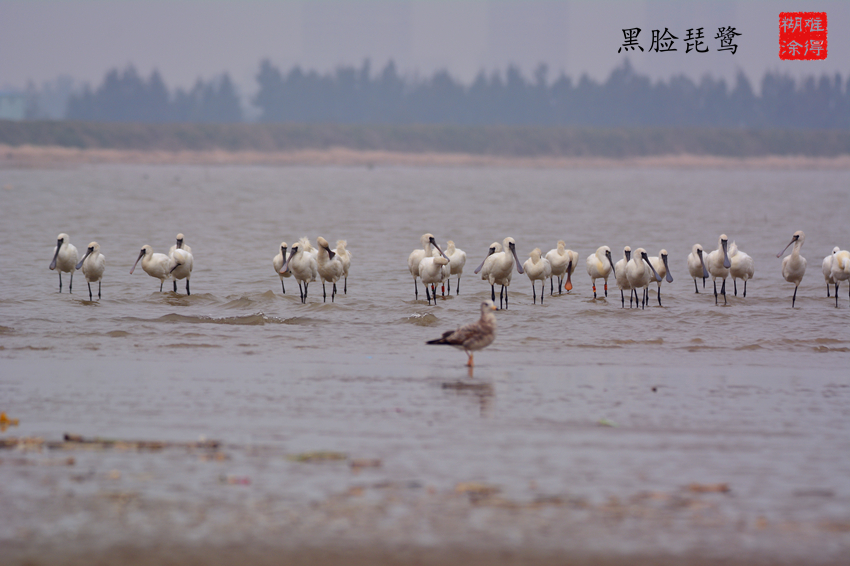 AAD_4458_观鸟.jpg