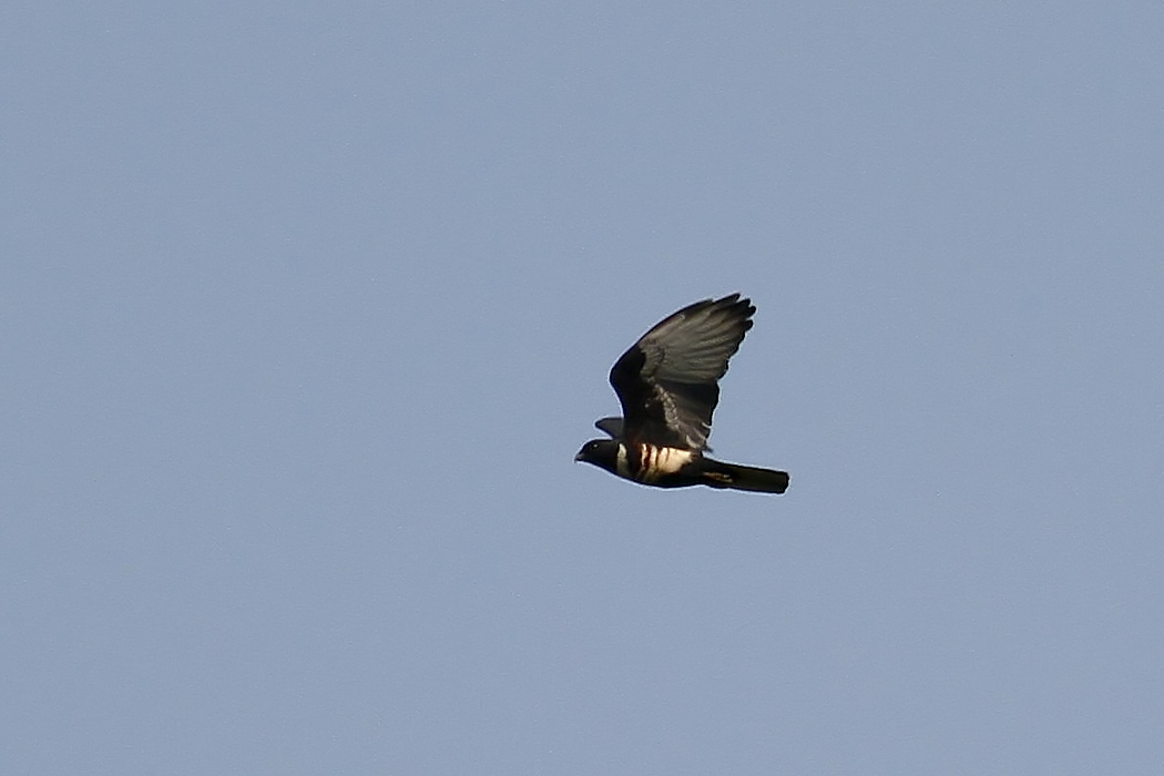 IMG_0064e.jpg