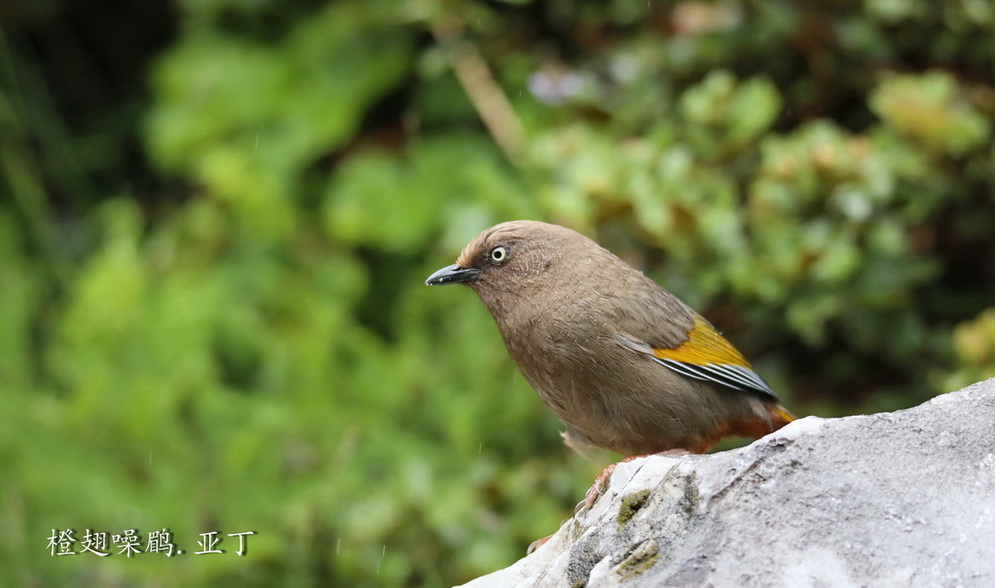 20150806Ƕȳ2S.jpg