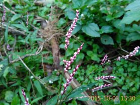 psb (13).jpg