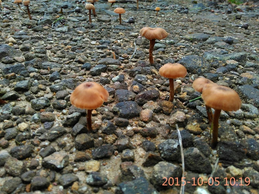 psb (40).jpg