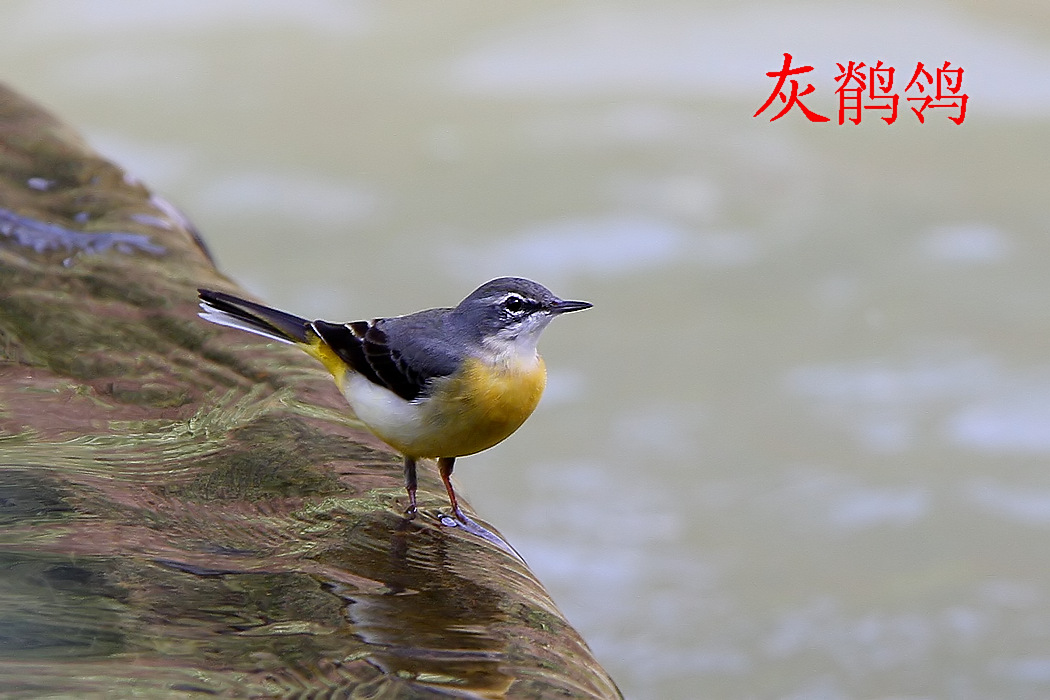 灰鹡鸰b.jpg