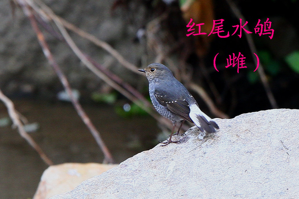 红尾水鸲 雌.jpg