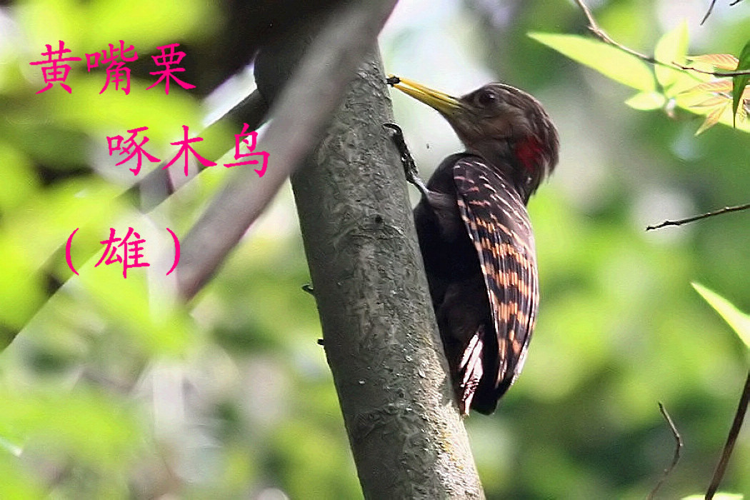 黄嘴栗啄木鸟 雄.jpg