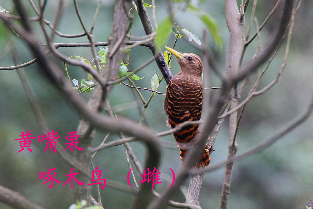 黄嘴栗啄木鸟 雌.jpg