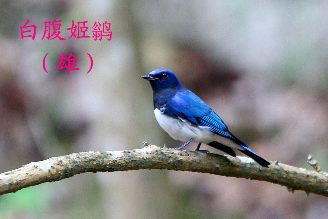 白腹姬鹟.jpg