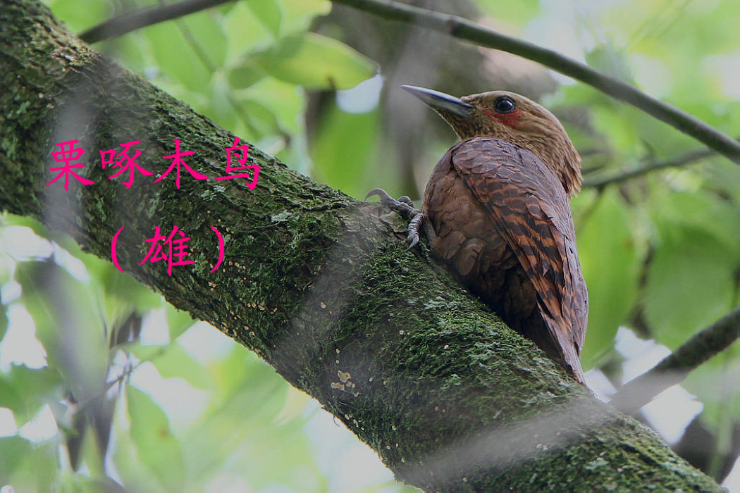 栗啄木鸟 雄.jpg