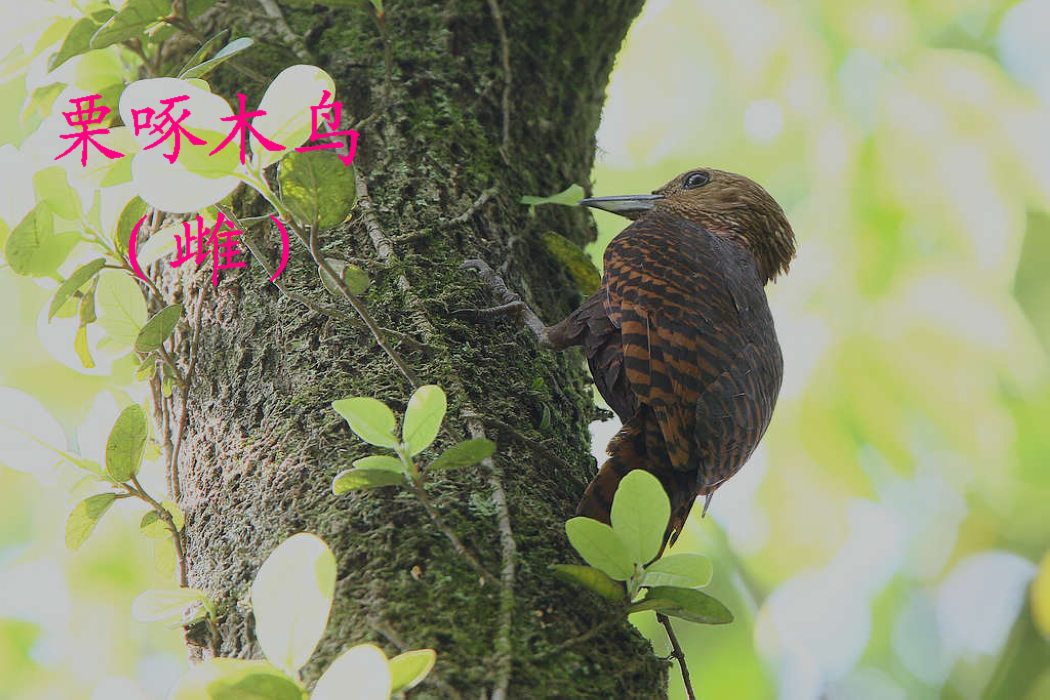 栗啄木鸟 雌.jpg