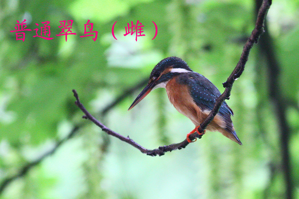 普通翠鸟 雌.jpg
