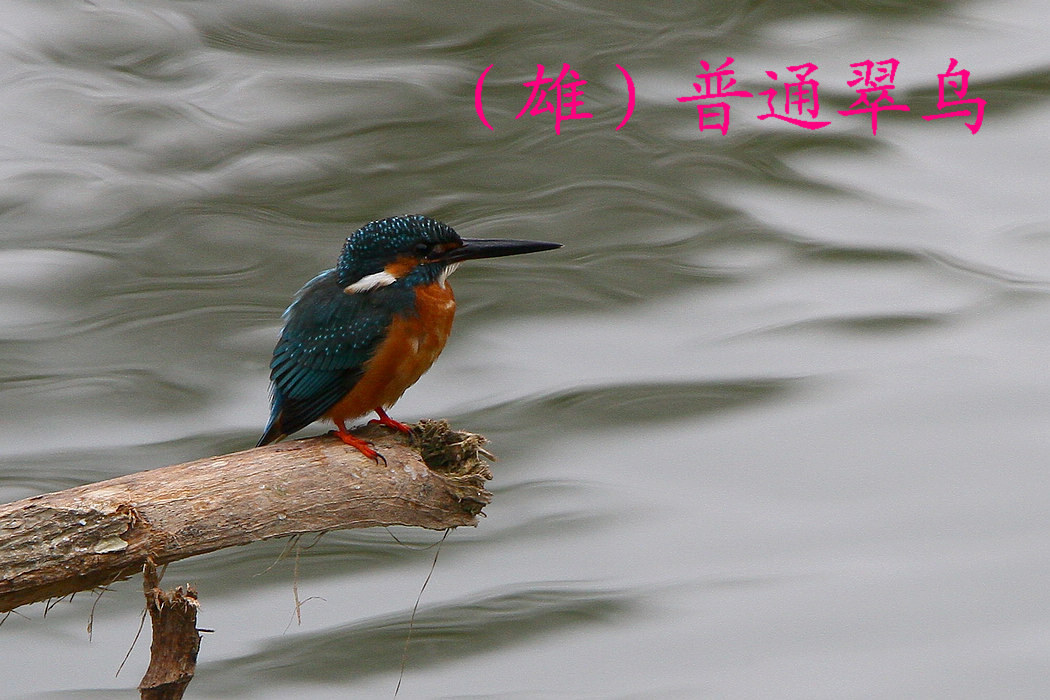 普通翠鸟 雄.jpg