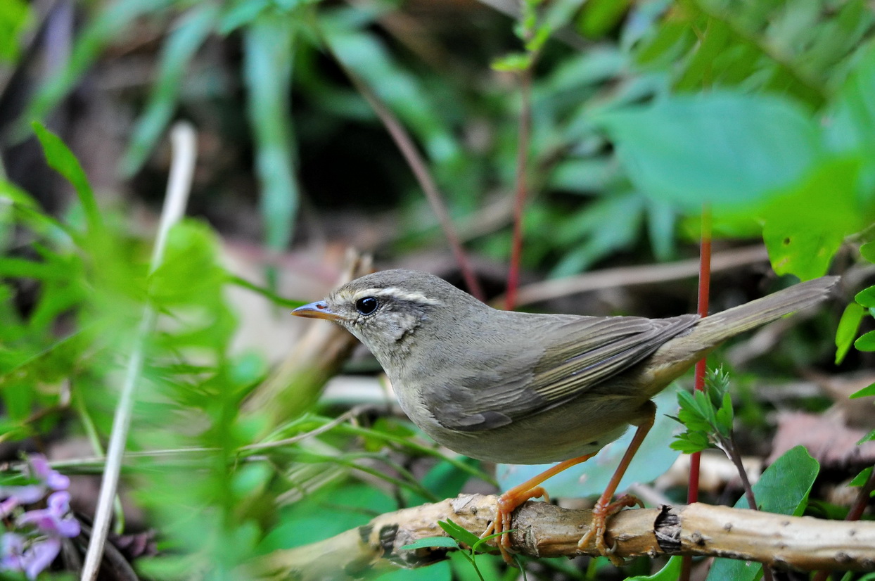 DSC_4288m.JPG