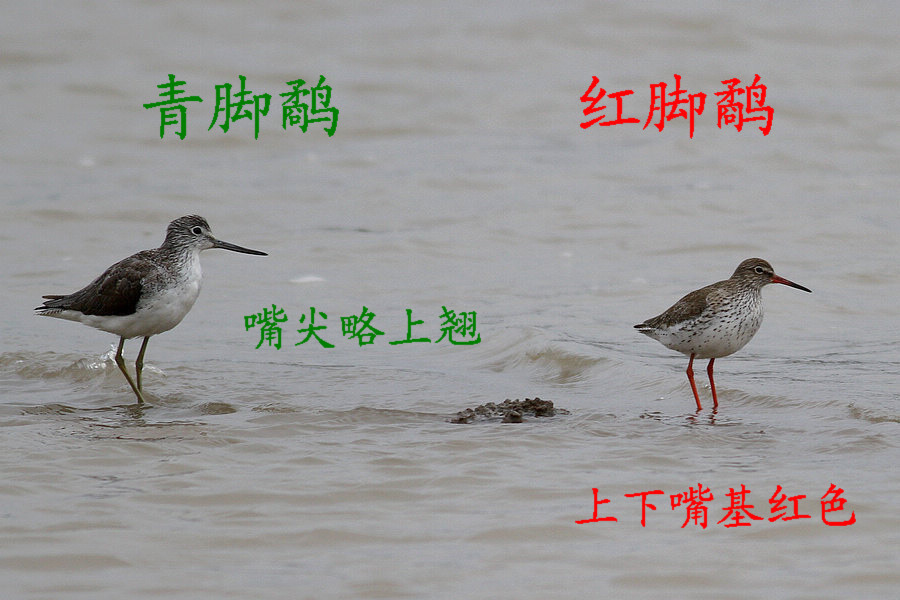 青脚鹬、红脚鹬.jpg