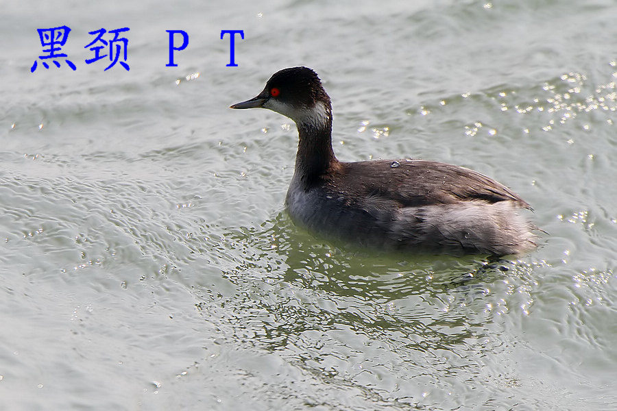 黑颈PT 非繁殖羽.jpg