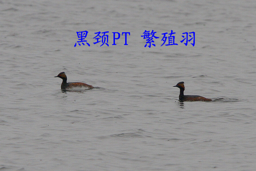 黑颈PT 繁殖羽.jpg