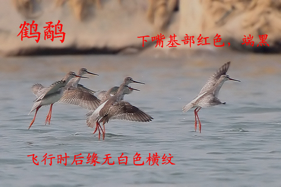 鹤鹬.jpg