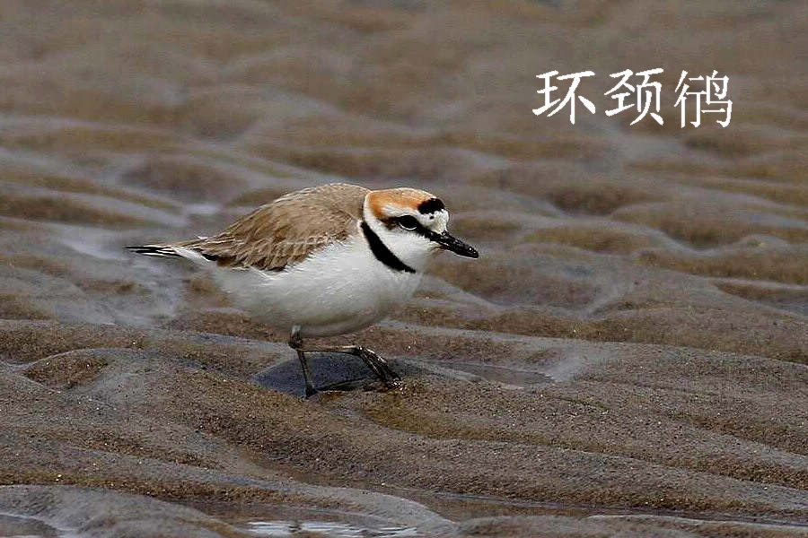 环颈鸻.jpg
