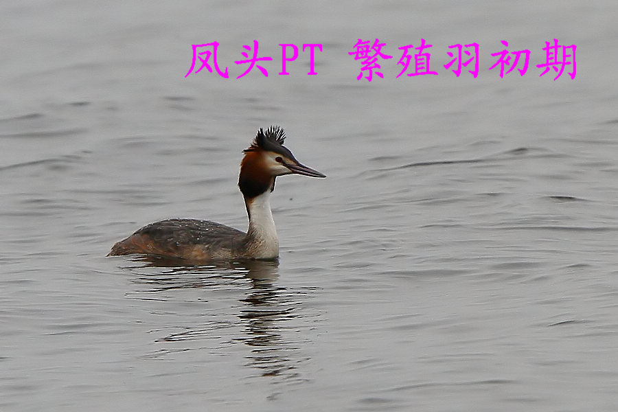 凤头PT 繁殖羽.jpg