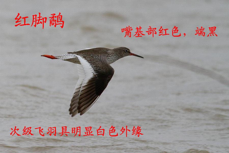 红脚鹬.jpg