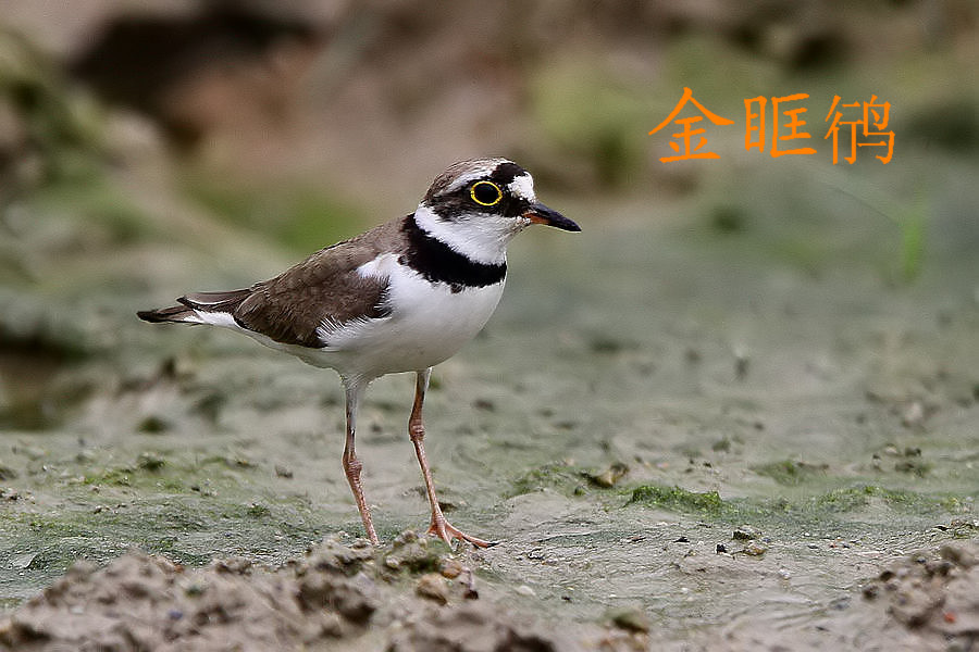 金眶鸻.jpg