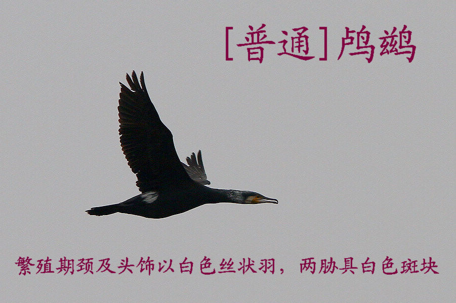 鸬鹚 繁殖羽.jpg