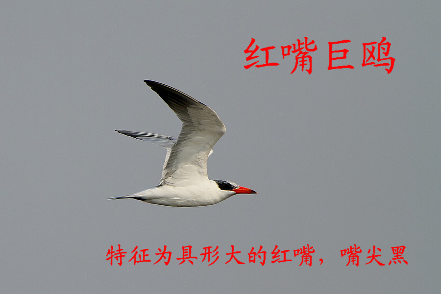 红嘴巨鸥.jpg