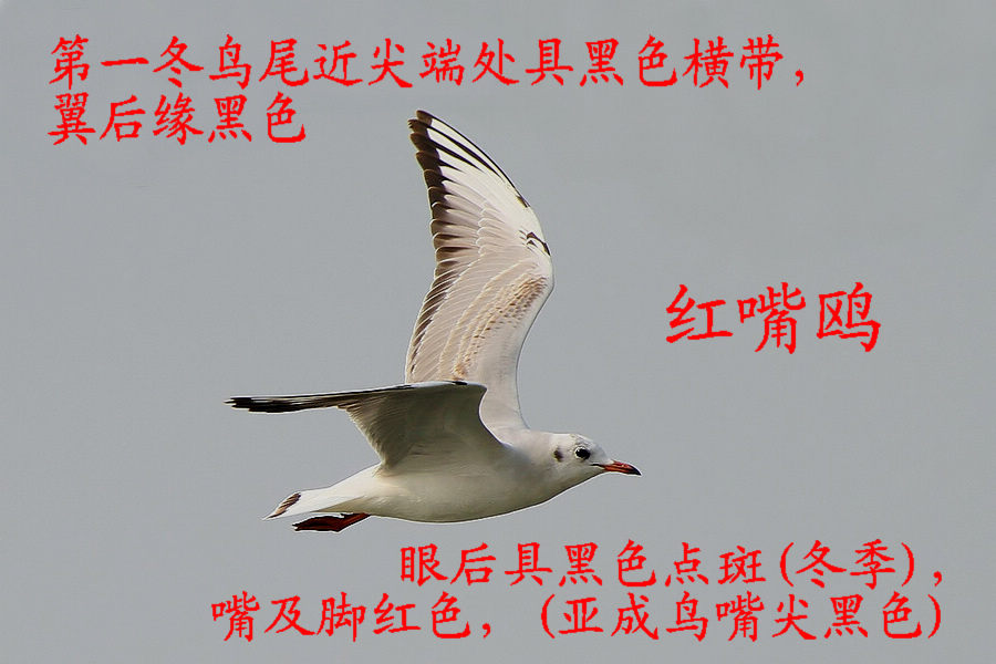 红嘴鸥 第一年 冬羽.jpg