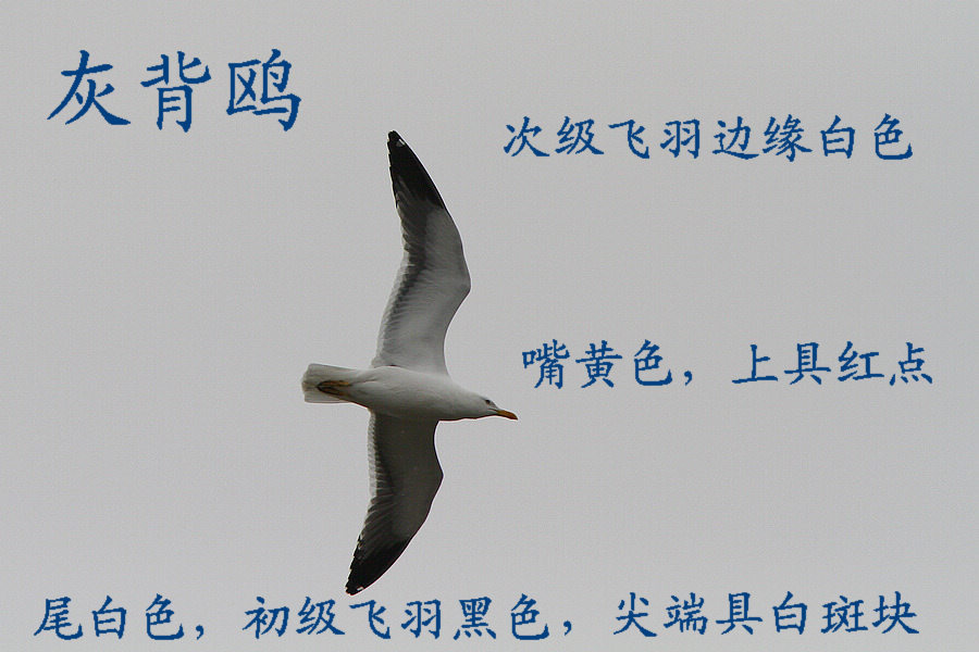 灰背鸥.jpg