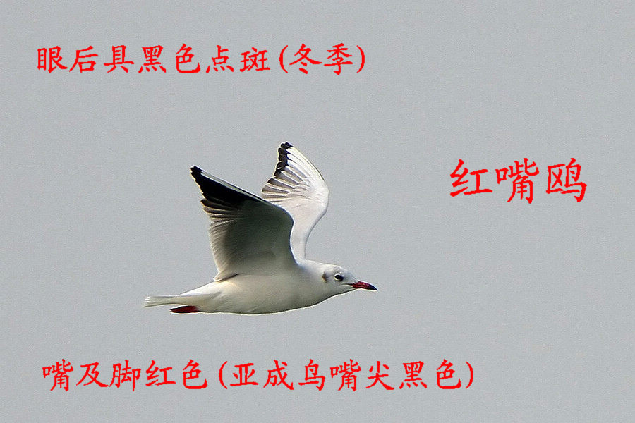 红嘴鸥 冬羽.jpg