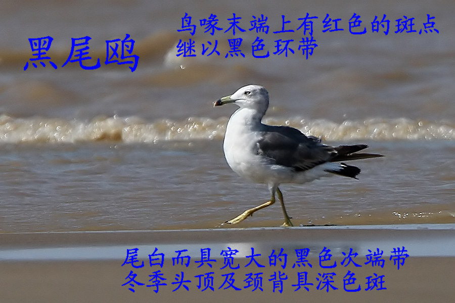 黑尾鸥.jpg