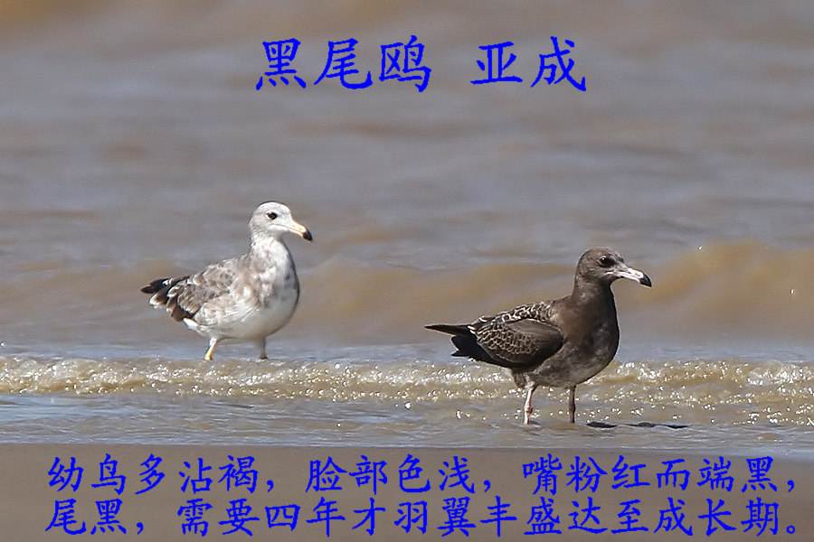 黑尾鸥 亚成.jpg