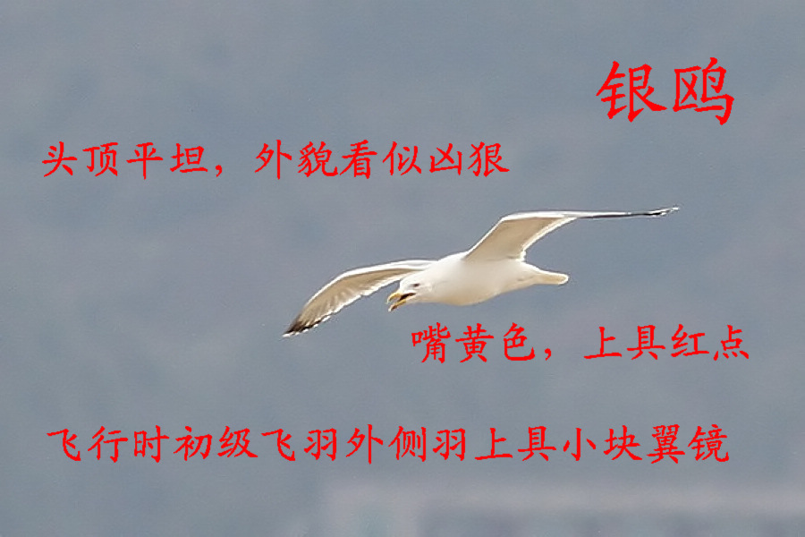 银鸥.jpg