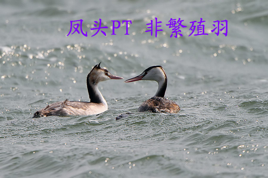 凤头PT 非繁殖羽.jpg