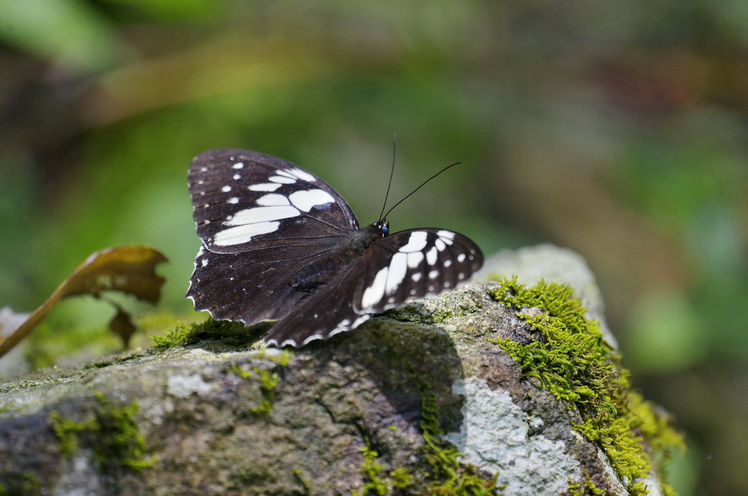 _DSC7648a.JPG