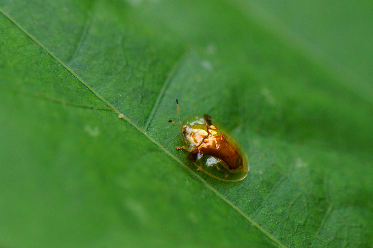 DSC07134a.jpg