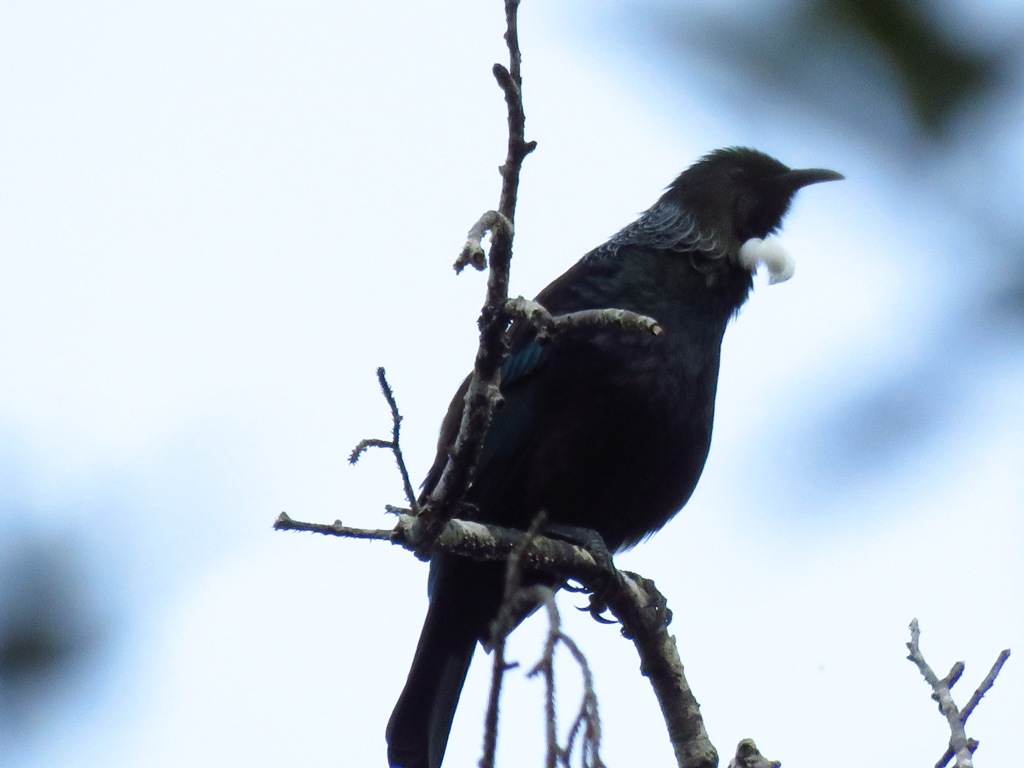 tui.JPG