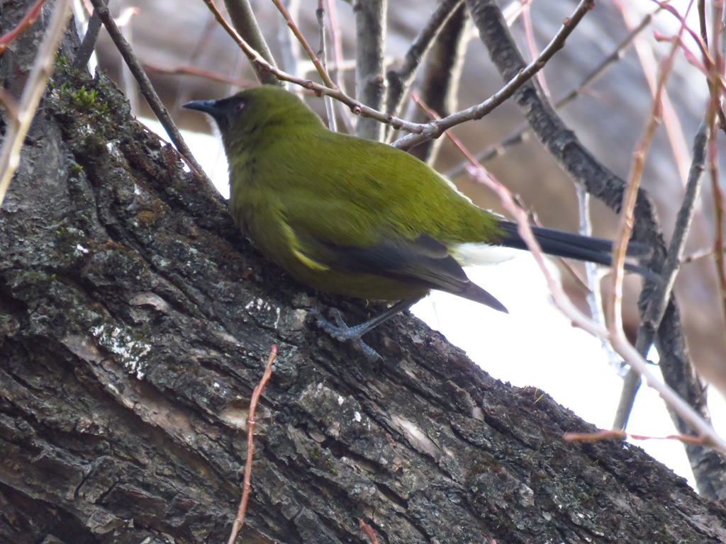 bellbird.JPG