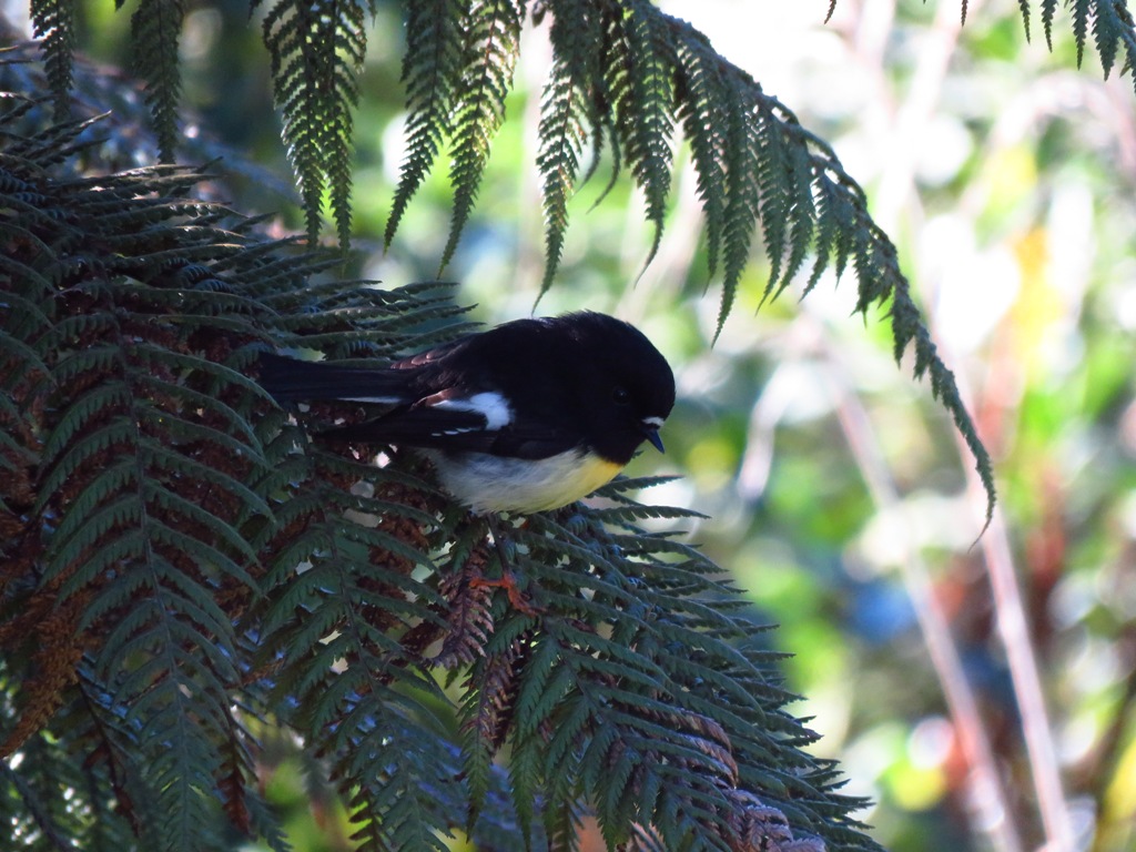 south island tomtit.JPG