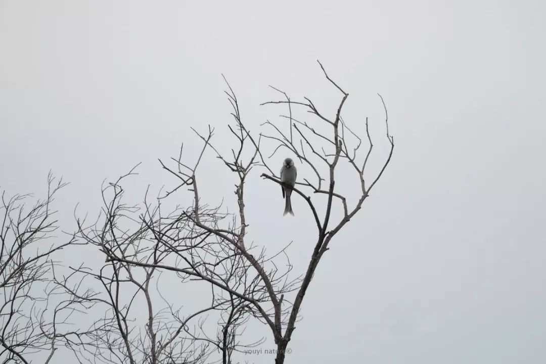 004827k9okddo7893cbcc7.jpg