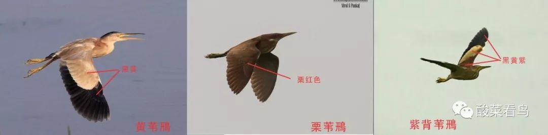 213620zdjj9jtgtv2ktdv0.jpg