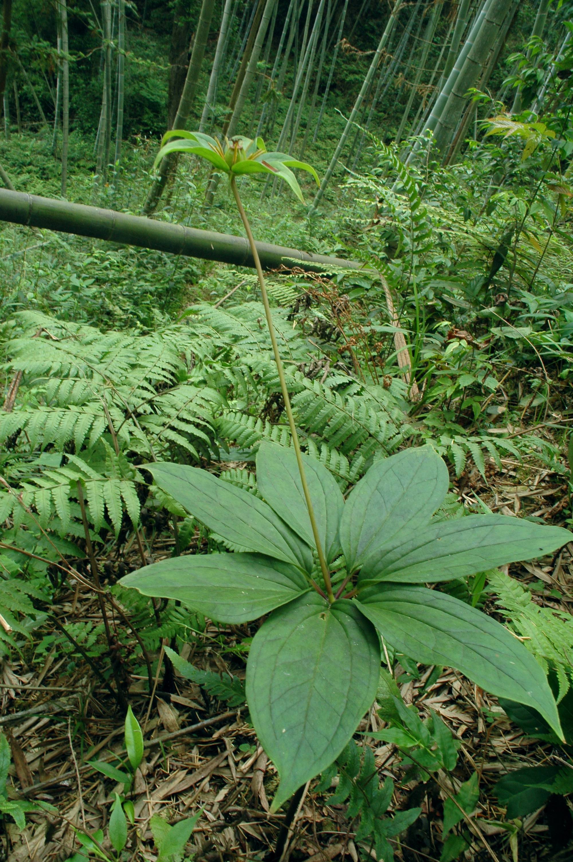 ��Ҷһ֦��20090601.jpg