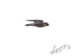 �̱���Ѽ��Ϊ������ųƸ��ݵ�һ�ε������¼���������ǿ�ͷ����Ϊ�����ףԸ��ף��Һ��˵�ͷ��