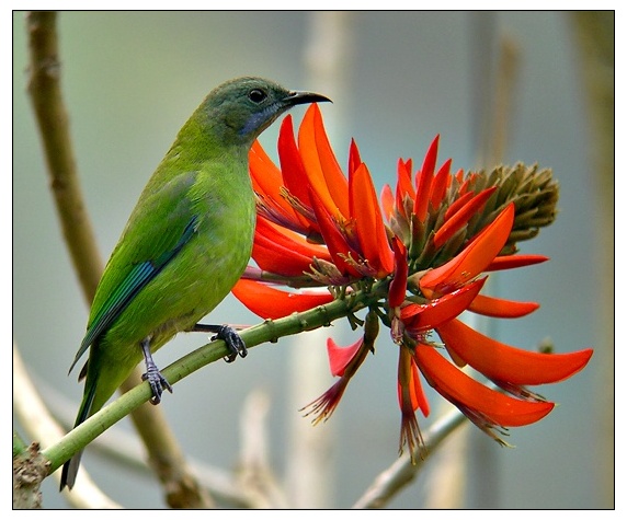 �ȸ�Ҷ��֮�ϱ�ɽϵ��