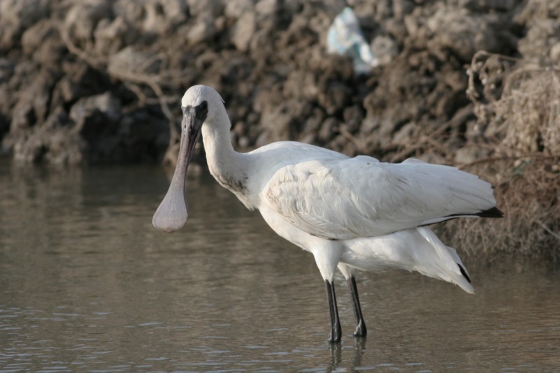 �챨IMG_8541.jpg