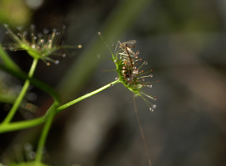 1�����ų��ӵ�é���