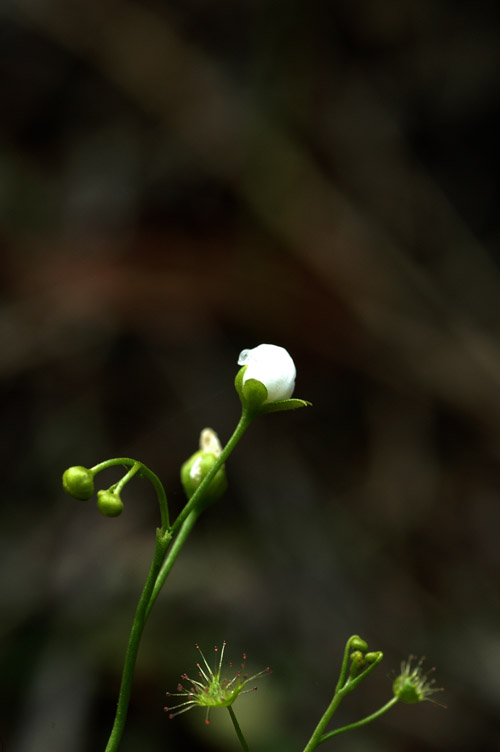 1��é��˻���