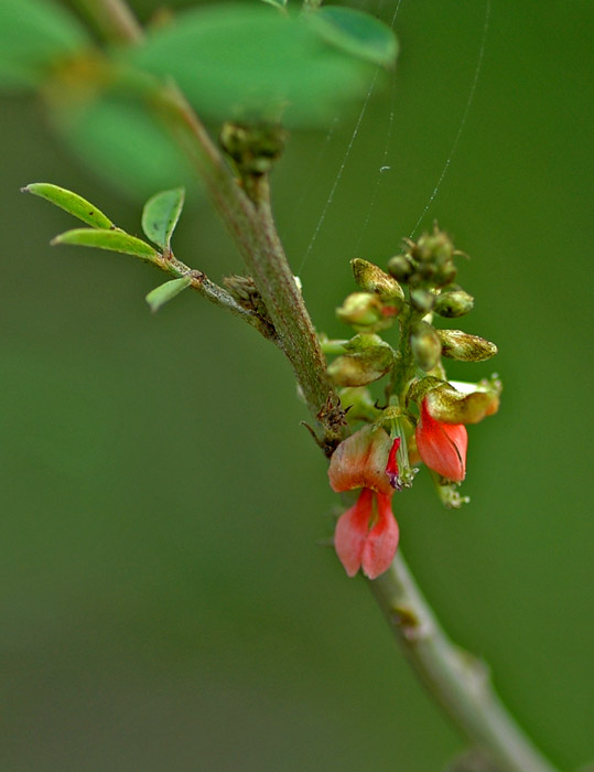 ���Ż�������ԵıȽ���